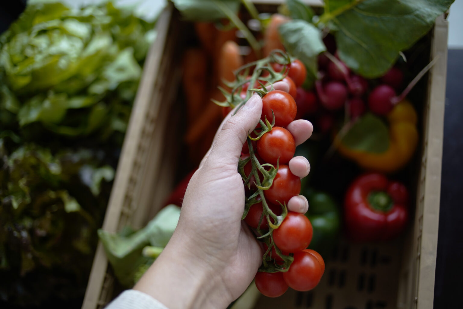 Eine Hand entnimmt Tomaten aus einer Kiste