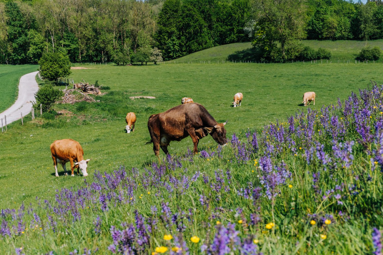 Eine Wiese mit Kühen darauf